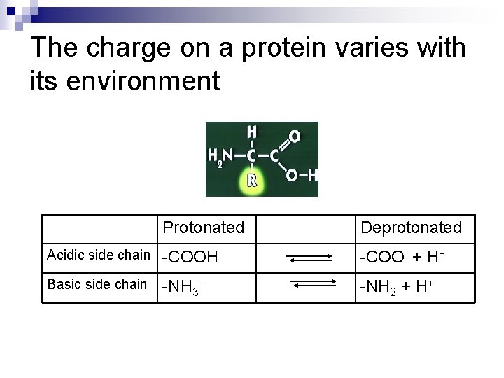 The charge on a protein varies with its environment Protonated Deprotonated Acidic side chain