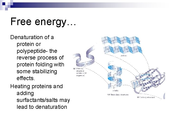 Free energy… Denaturation of a protein or polypeptide- the reverse process of protein folding