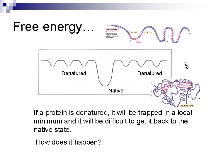 Free energy… G Denatured Native If a protein is denatured, it will be trapped