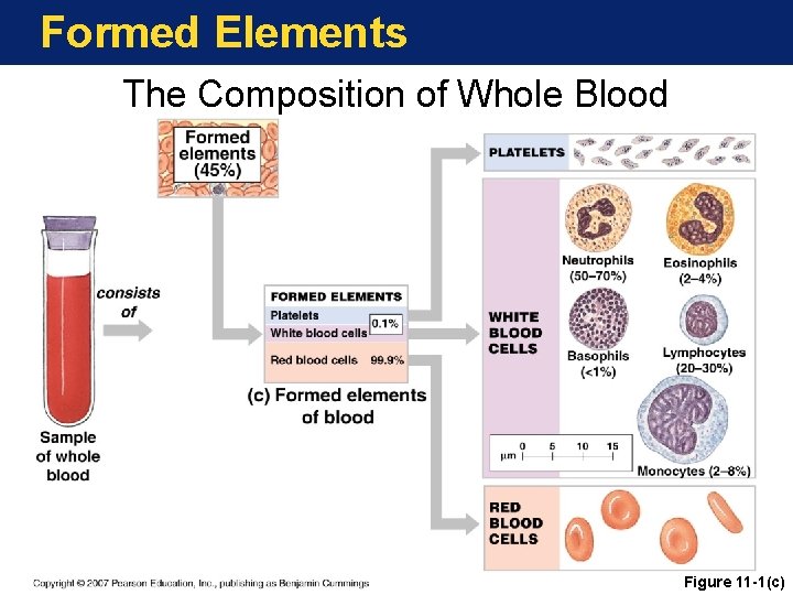 Formed Elements The Composition of Whole Blood Figure 11 -1(c) 