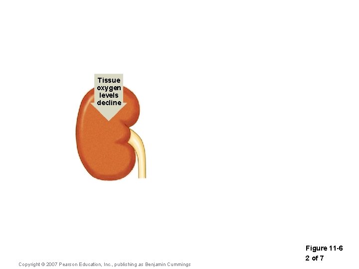 Tissue oxygen levels decline Copyright © 2007 Pearson Education, Inc. , publishing as Benjamin