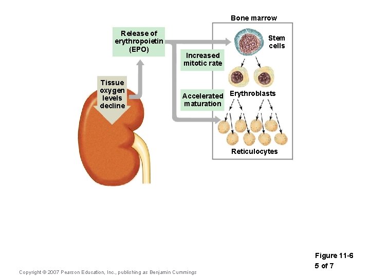 Bone marrow Release of erythropoietin (EPO) Tissue oxygen levels decline Stem cells Increased mitotic