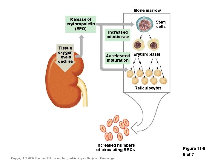 Bone marrow Release of erythropoietin (EPO) Tissue oxygen levels decline Stem cells Increased mitotic