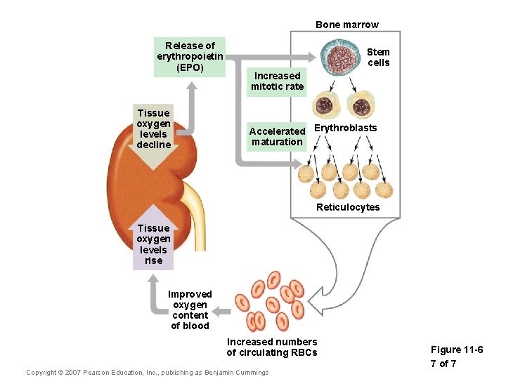 Bone marrow Release of erythropoietin (EPO) Tissue oxygen levels decline Stem cells Increased mitotic