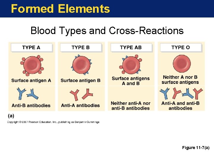 Formed Elements Blood Types and Cross-Reactions Figure 11 -7(a) 