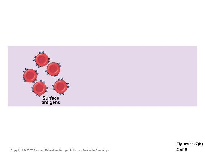 Surface antigens Copyright © 2007 Pearson Education, Inc. , publishing as Benjamin Cummings Figure