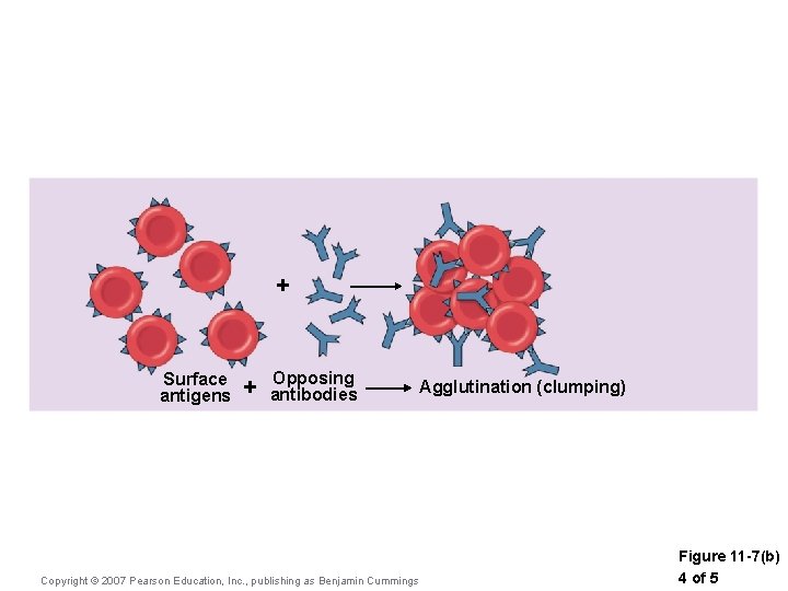 + Surface antigens + Opposing antibodies Copyright © 2007 Pearson Education, Inc. , publishing