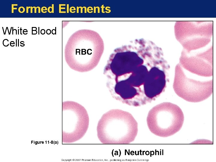 Formed Elements White Blood Cells Figure 11 -8(a) 