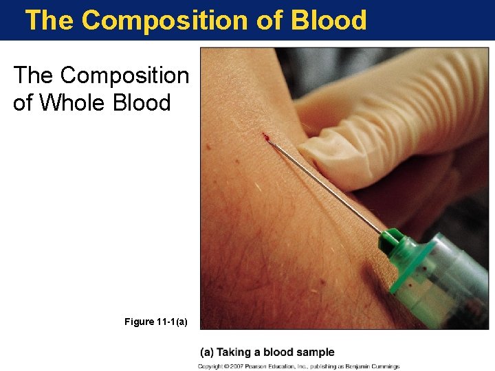 The Composition of Blood The Composition of Whole Blood Figure 11 -1(a) 