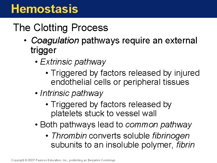 Hemostasis The Clotting Process • Coagulation pathways require an external trigger • Extrinsic pathway