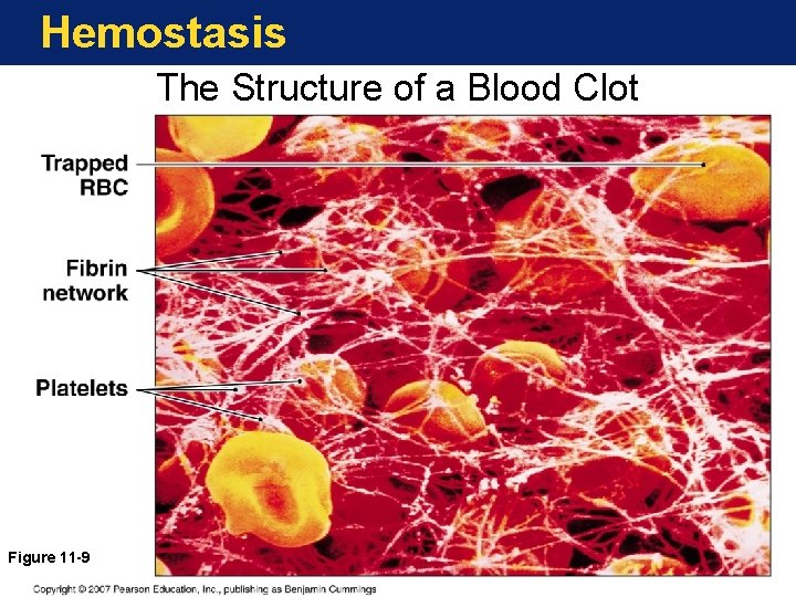 Hemostasis The Structure of a Blood Clot Figure 11 -9 