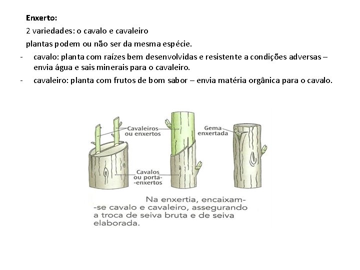 Enxerto: 2 variedades: o cavalo e cavaleiro plantas podem ou não ser da mesma