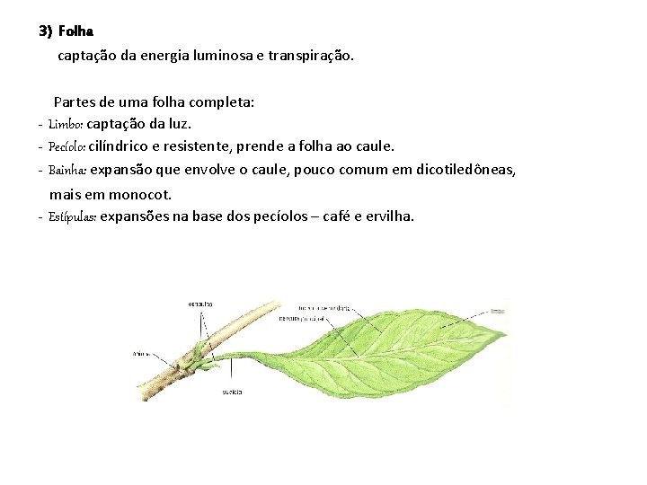 3) Folha captação da energia luminosa e transpiração. Partes de uma folha completa: -