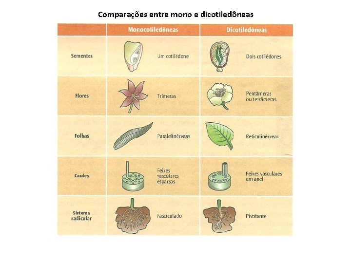 Comparações entre mono e dicotiledôneas 