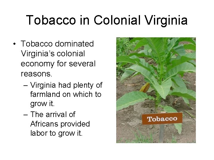 Tobacco in Colonial Virginia • Tobacco dominated Virginia’s colonial economy for several reasons. –