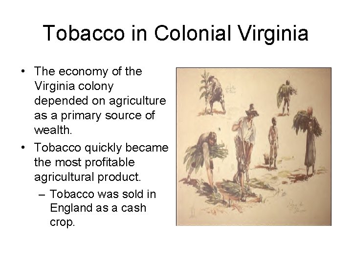 Tobacco in Colonial Virginia • The economy of the Virginia colony depended on agriculture