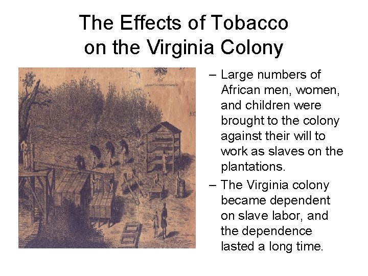 The Effects of Tobacco on the Virginia Colony – Large numbers of African men,