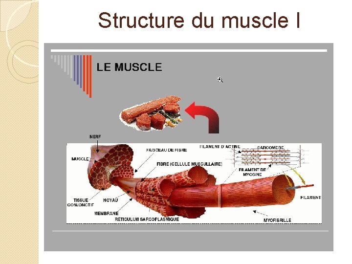 Structure du muscle I 