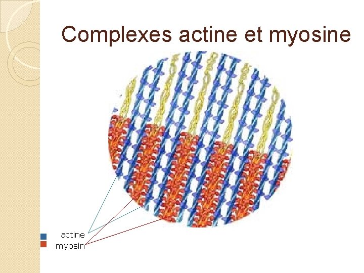 Complexes actine et myosine actine myosin 