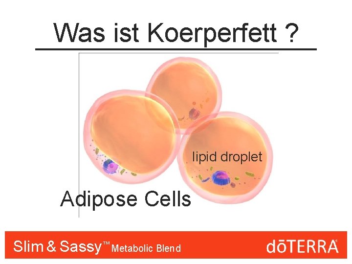 Was ist Koerperfett ? lipid droplet Adipose Cells Slim & Sassy™™ Metabolic Blend 