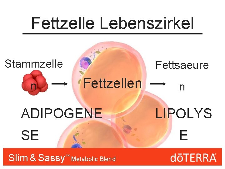 Fettzelle Lebenszirkel Stammzelle n Fettsaeure Fettzellen ADIPOGENE SE Slim & Sassy™™ Metabolic Blend n