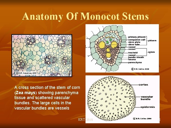 Anatomy Of Monocot Stems A cross section of the stem of corn (Zea mays)