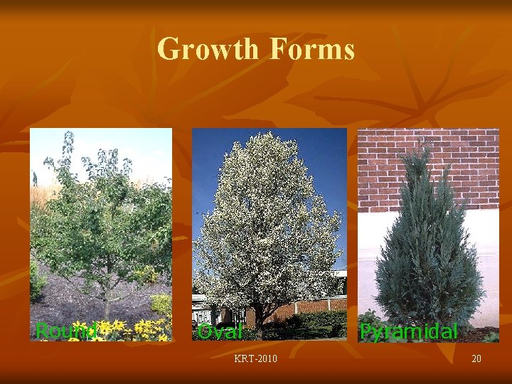 Growth Forms Round Oval KRT-2010 Pyramidal 20 