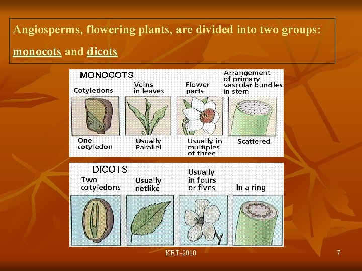 Angiosperms, flowering plants, are divided into two groups: monocots and dicots KRT-2010 7 
