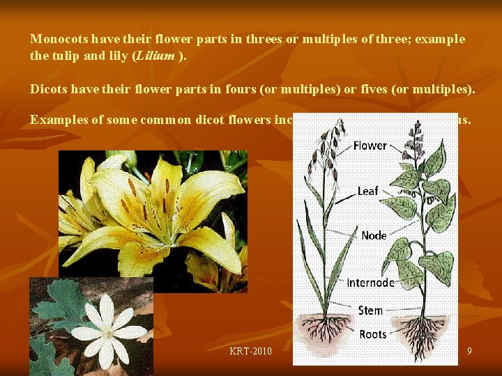 Monocots have their flower parts in threes or multiples of three; example the tulip