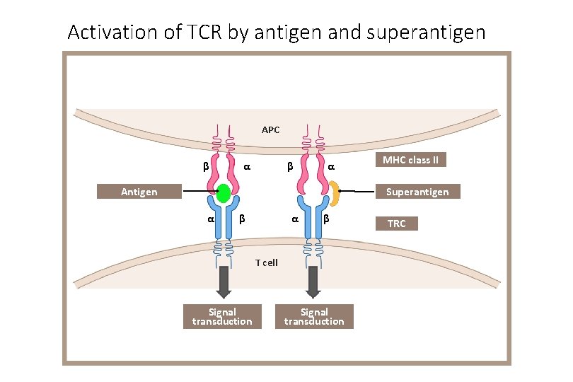 Activation of TCR by antigen and superantigen APC β α Antigen MHC class II