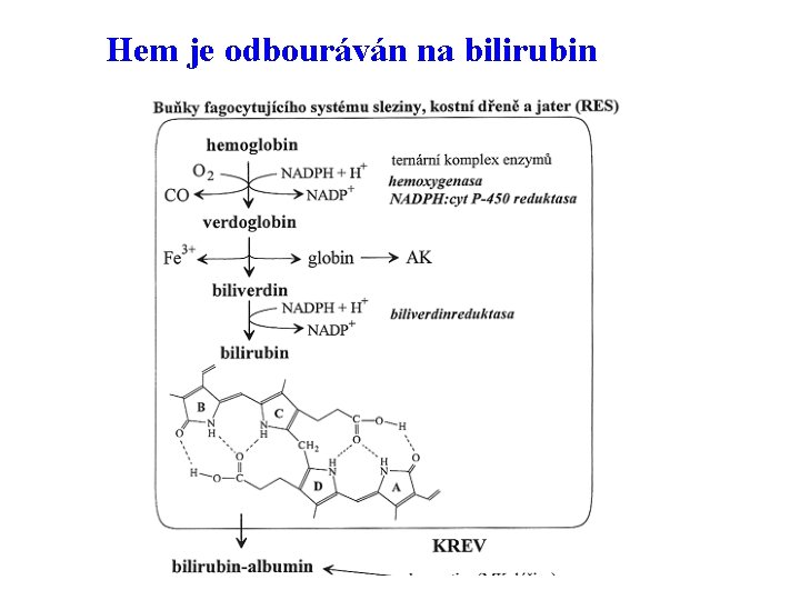 Hem je odbouráván na bilirubin 