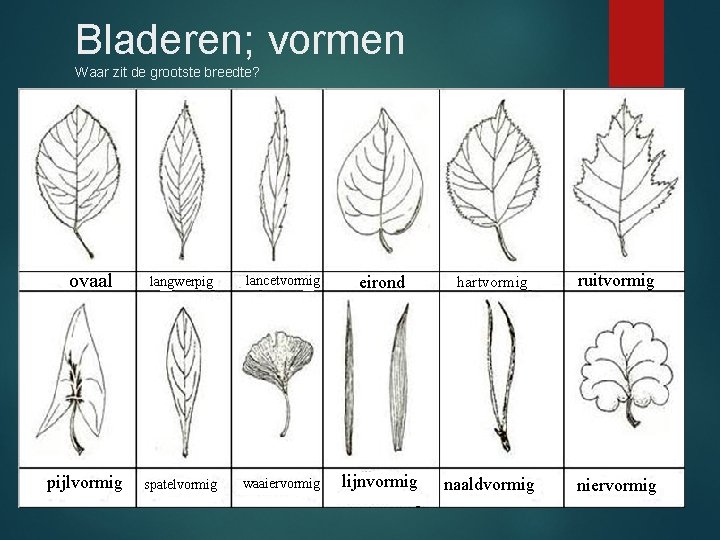 Bladeren; vormen Waar zit de grootste breedte? ovaal pijlvormig langwerpig lancetvormig eirond hartvormig ruitvormig