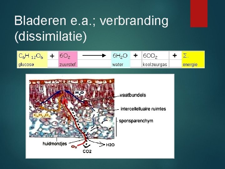 Bladeren e. a. ; verbranding (dissimilatie) 