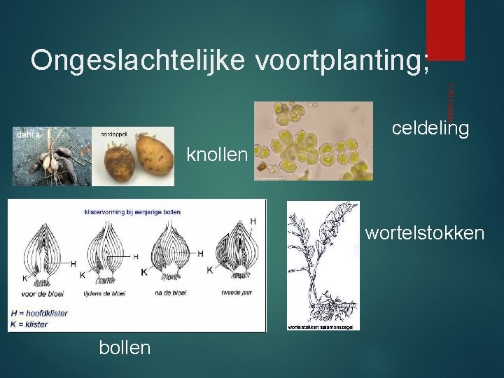 Ongeslachtelijke voortplanting; IVN Helden celdeling knollen wortelstokken bollen 