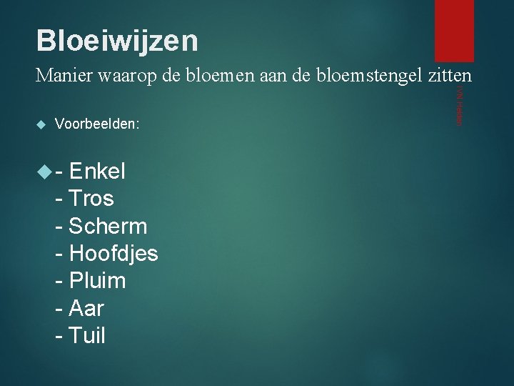 Bloeiwijzen Manier waarop de bloemen aan de bloemstengel zitten Voorbeelden: - Enkel - Tros