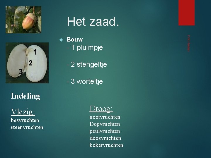 Het zaad. Bouw - 1 pluimpje - 2 stengeltje - 3 worteltje Indeling Vlezig: