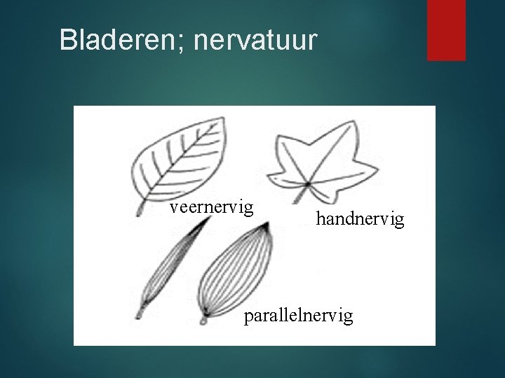 Bladeren; nervatuur veernervig handnervig parallelnervig 