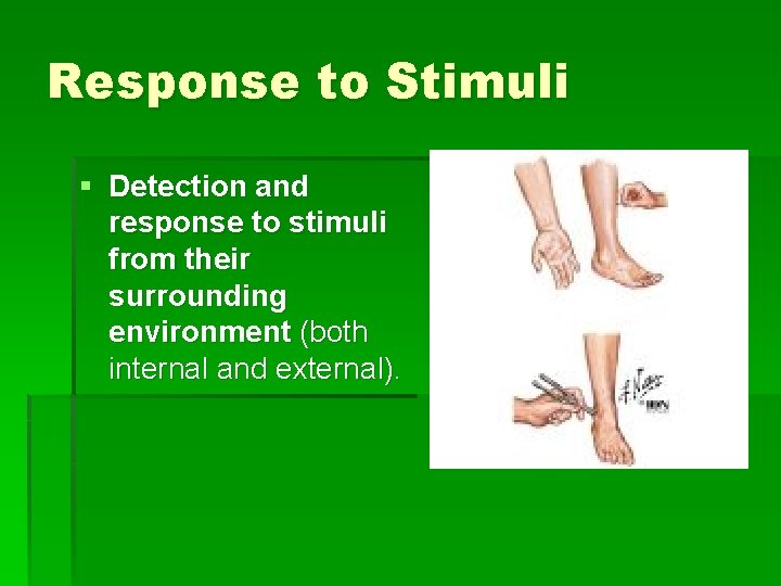 Response to Stimuli § Detection and response to stimuli from their surrounding environment (both