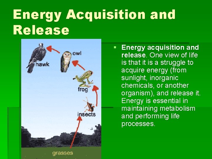 Energy Acquisition and Release § Energy acquisition and release. One view of life is