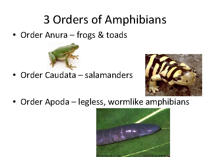 3 Orders of Amphibians • Order Anura – frogs & toads • Order Caudata