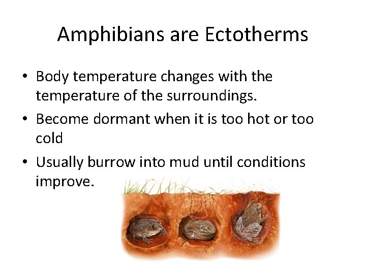 Amphibians are Ectotherms • Body temperature changes with the temperature of the surroundings. •