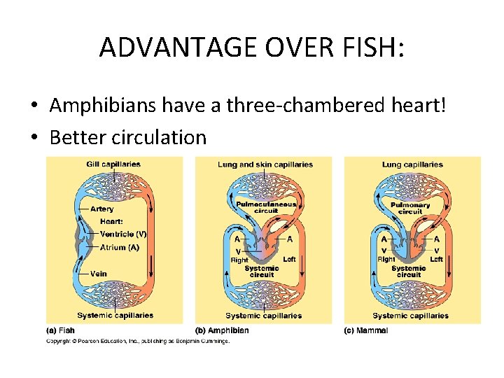 ADVANTAGE OVER FISH: • Amphibians have a three-chambered heart! • Better circulation 