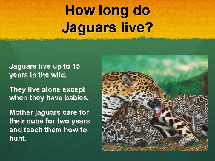 How long do Jaguars live? Jaguars live up to 15 years in the wild.