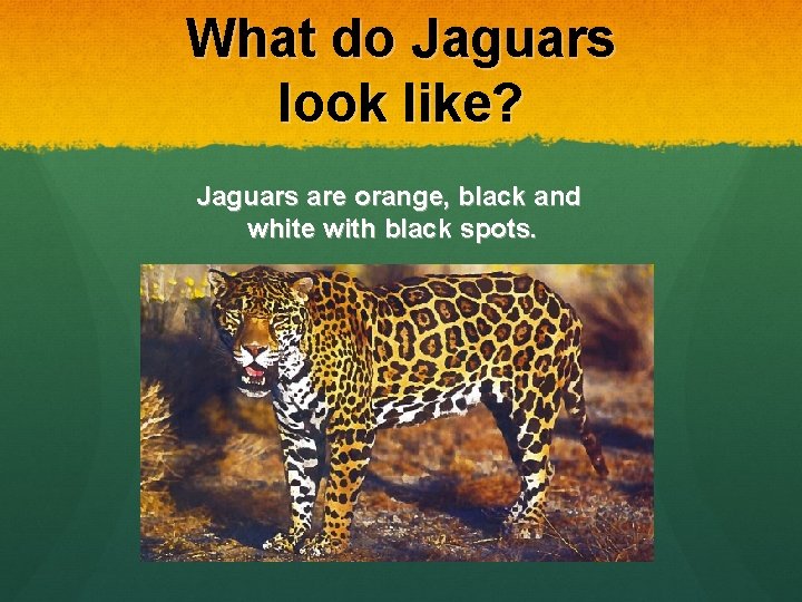 What do Jaguars look like? Jaguars are orange, black and white with black spots.