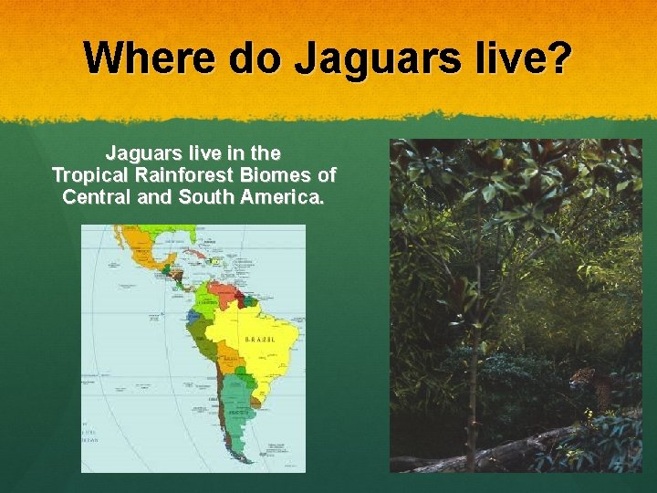 Where do Jaguars live? Jaguars live in the Tropical Rainforest Biomes of Central and