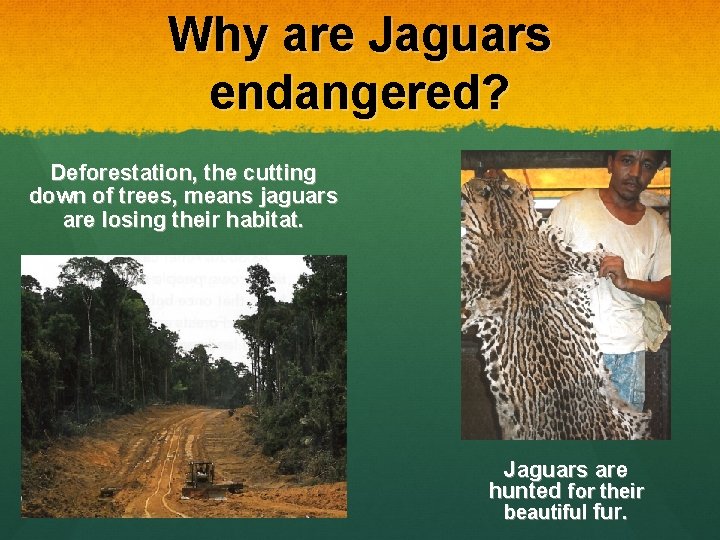 Why are Jaguars endangered? Deforestation, the cutting down of trees, means jaguars are losing