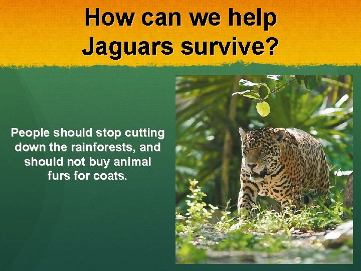 How can we help Jaguars survive? People should stop cutting down the rainforests, and