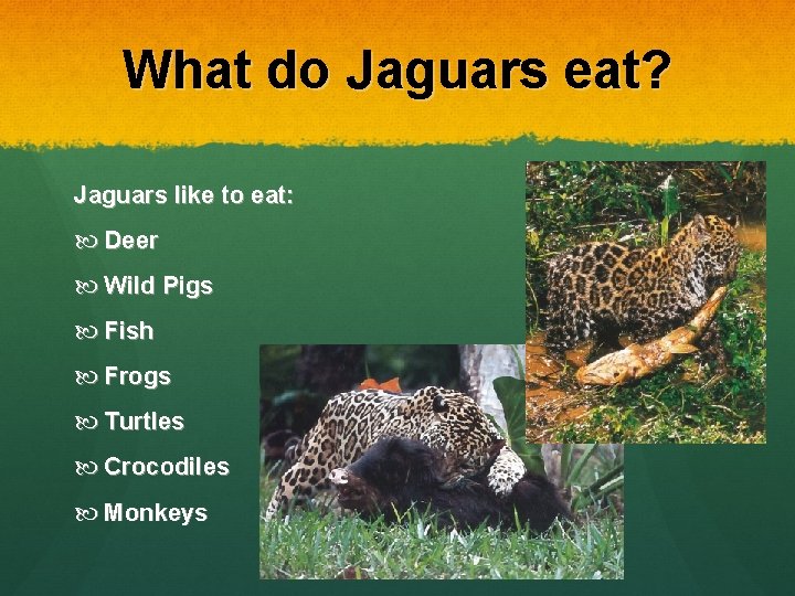 What do Jaguars eat? Jaguars like to eat: Deer Wild Pigs Fish Frogs Turtles