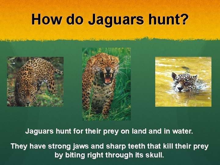 How do Jaguars hunt? Jaguars hunt for their prey on land in water. They