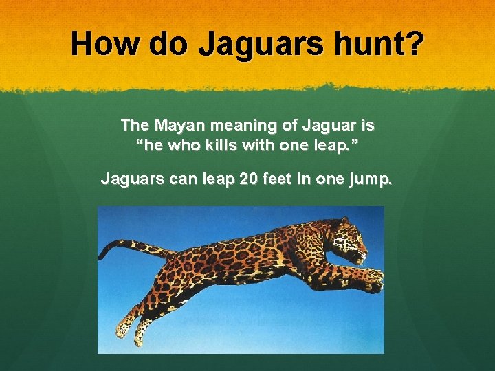 How do Jaguars hunt? The Mayan meaning of Jaguar is “he who kills with